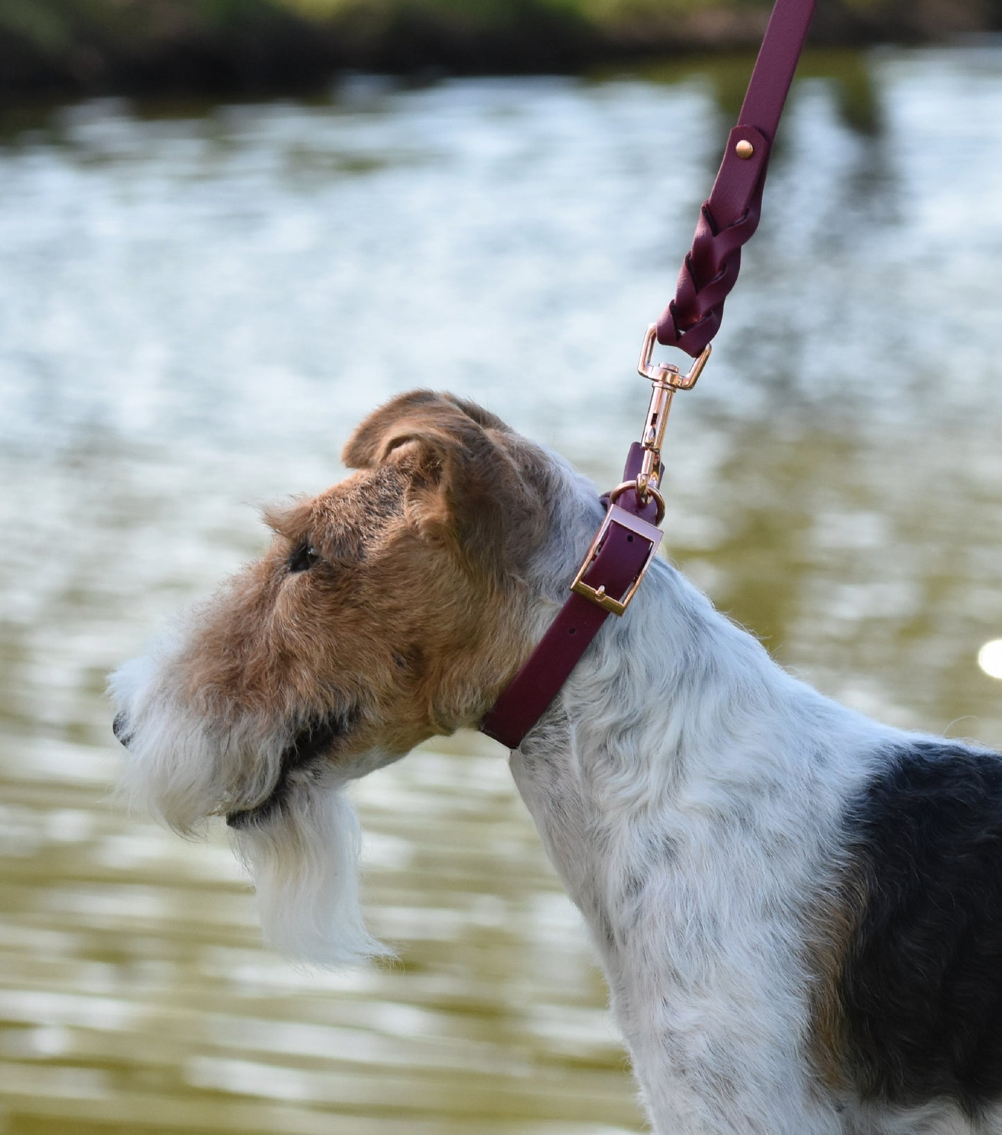 ROSIE Beautiful Braided dog leash