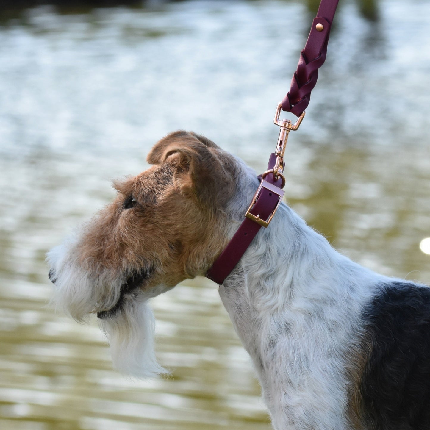 ROYAL Classic adjustable dog collar