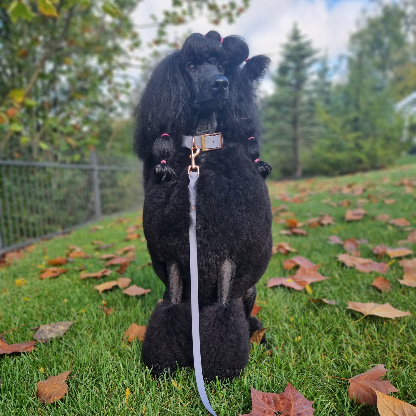 ROYAL Classic adjustable dog collar