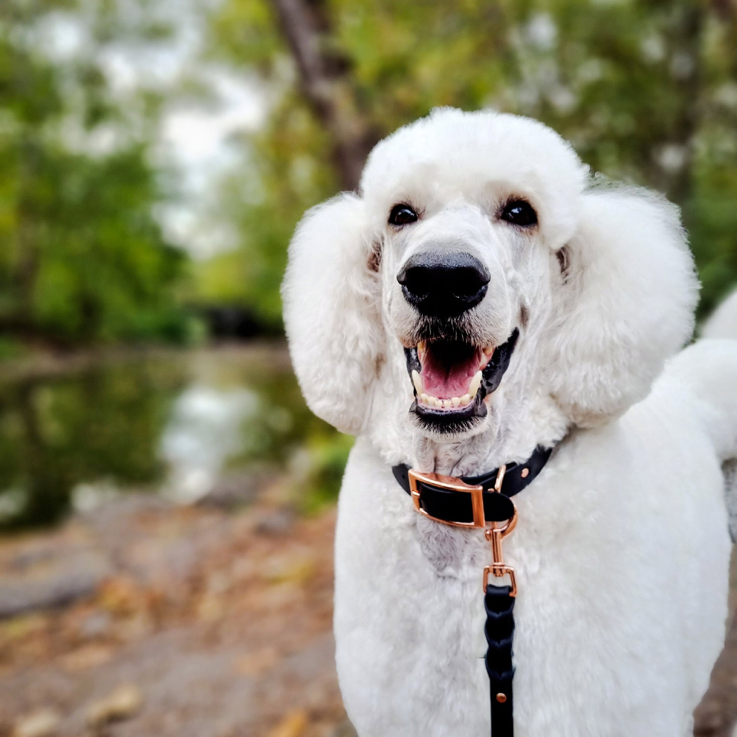 ROYAL Classic adjustable dog collar