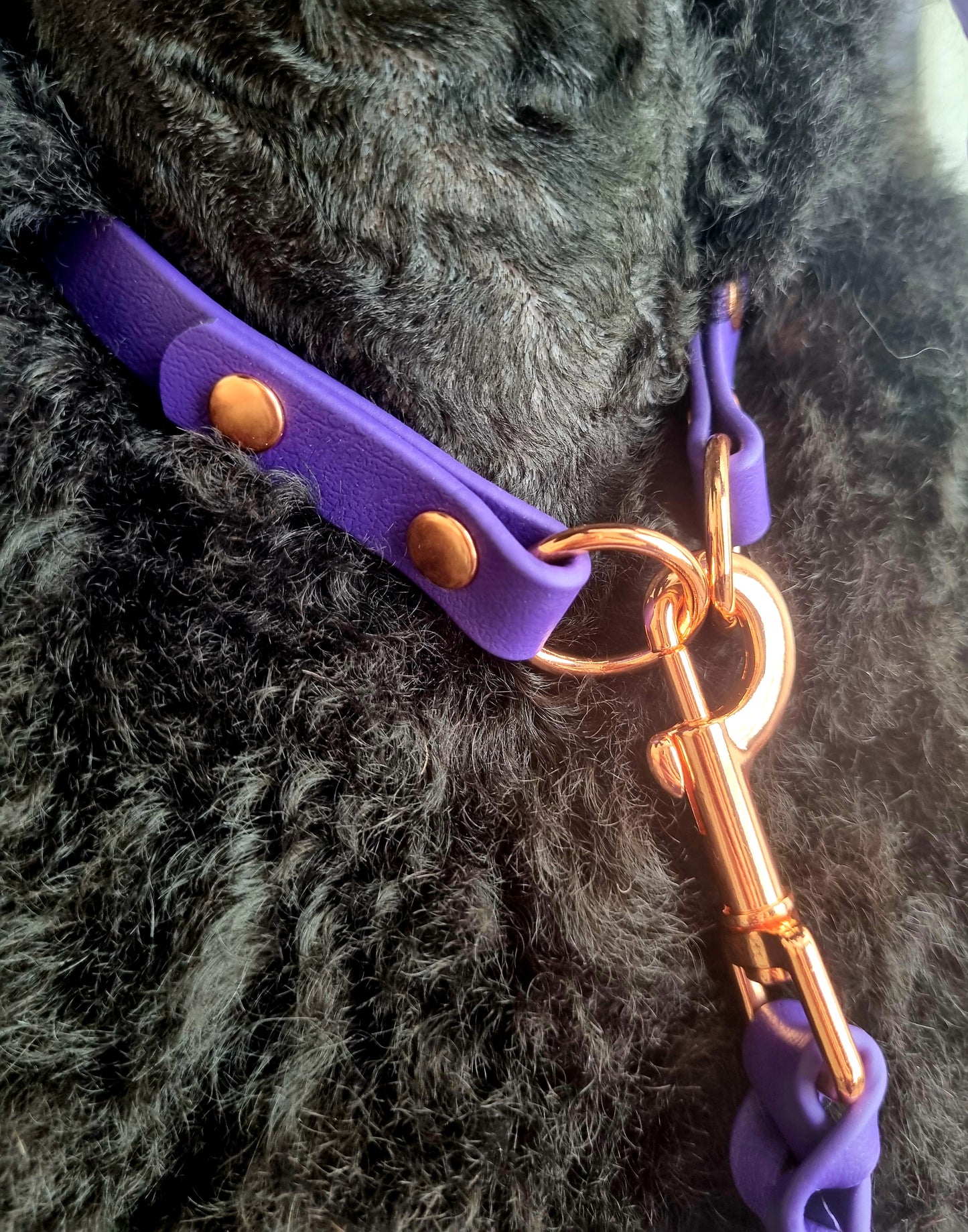 ELITE Tiny Custom-made collar