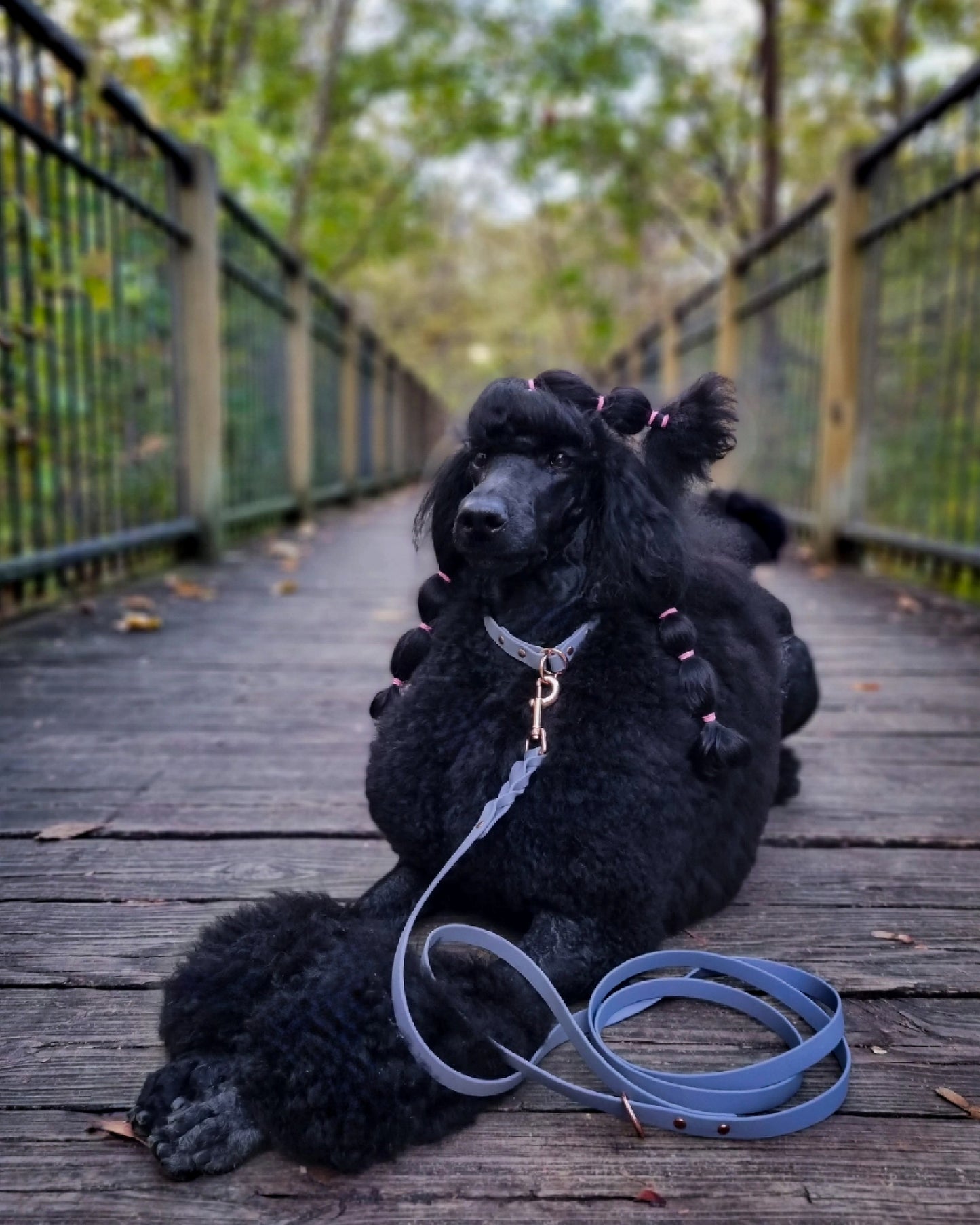 ELITE Tiny Custom-made collar