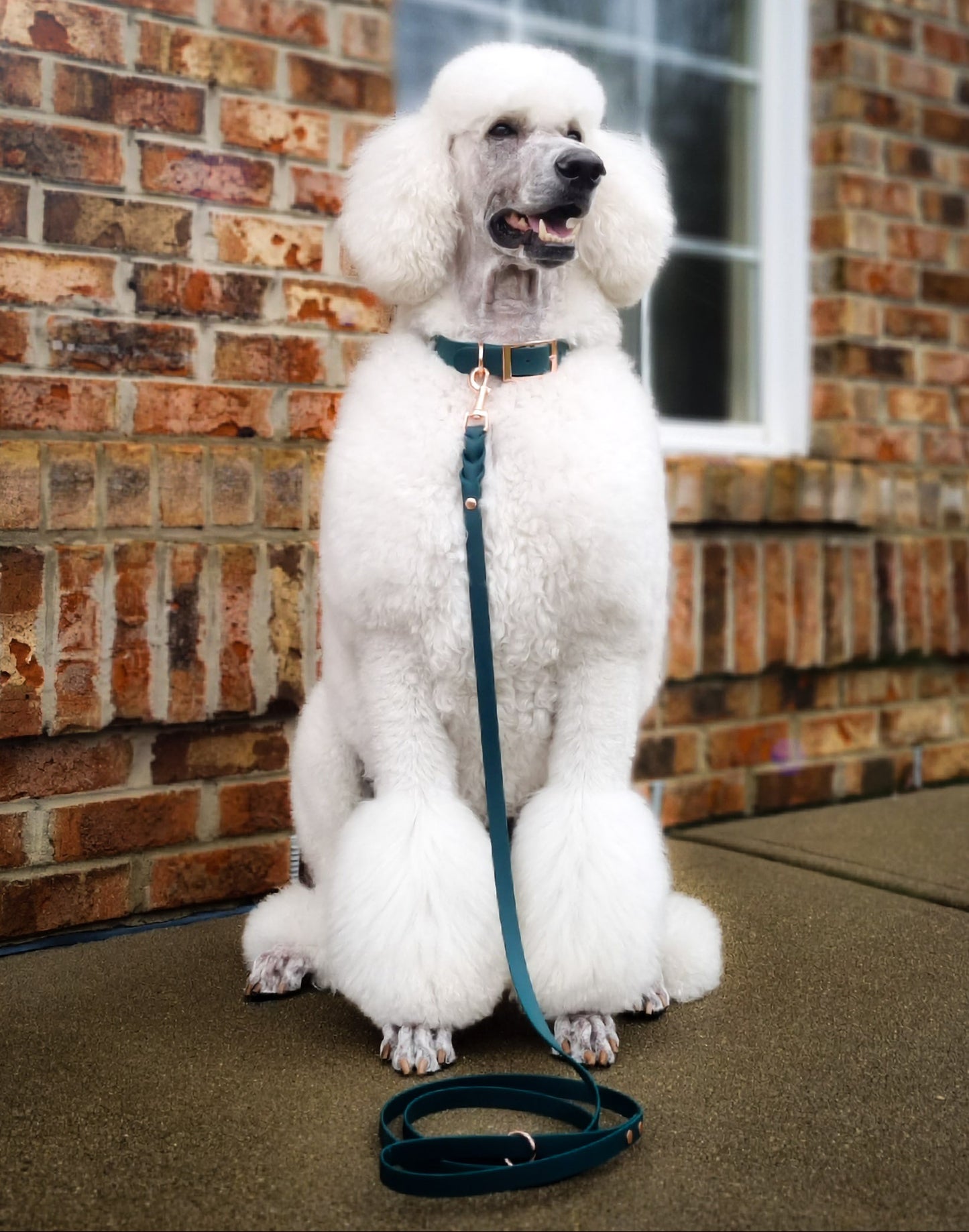 ROSIE Beautiful Braided dog leash