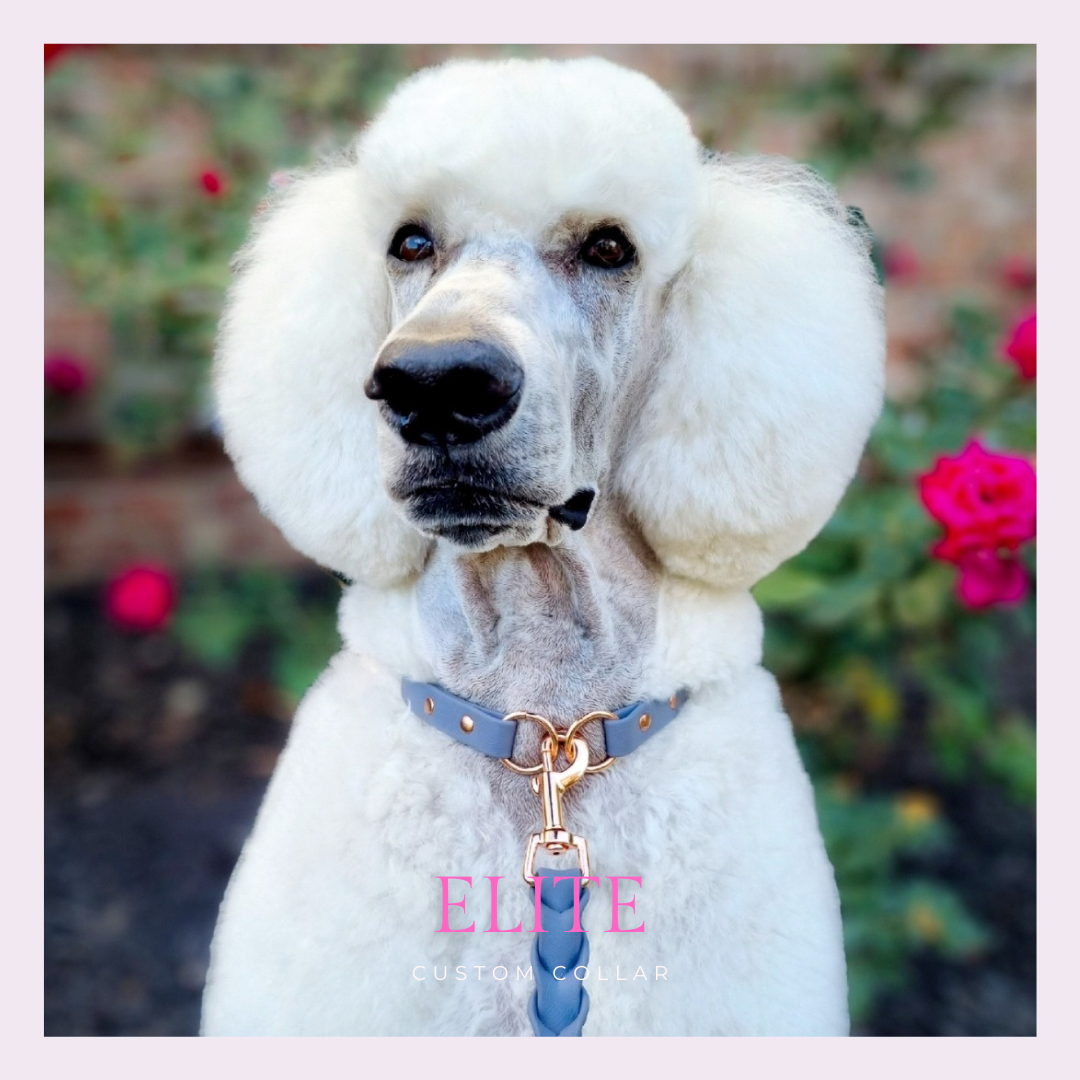 ELITE Tiny Custom-made collar
