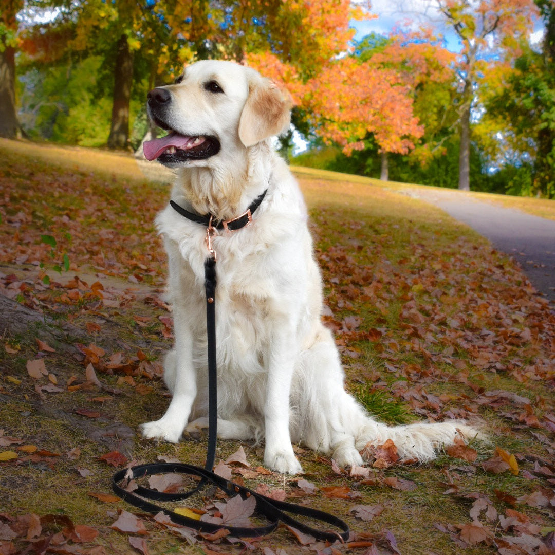 ROYAL Classic adjustable dog collar