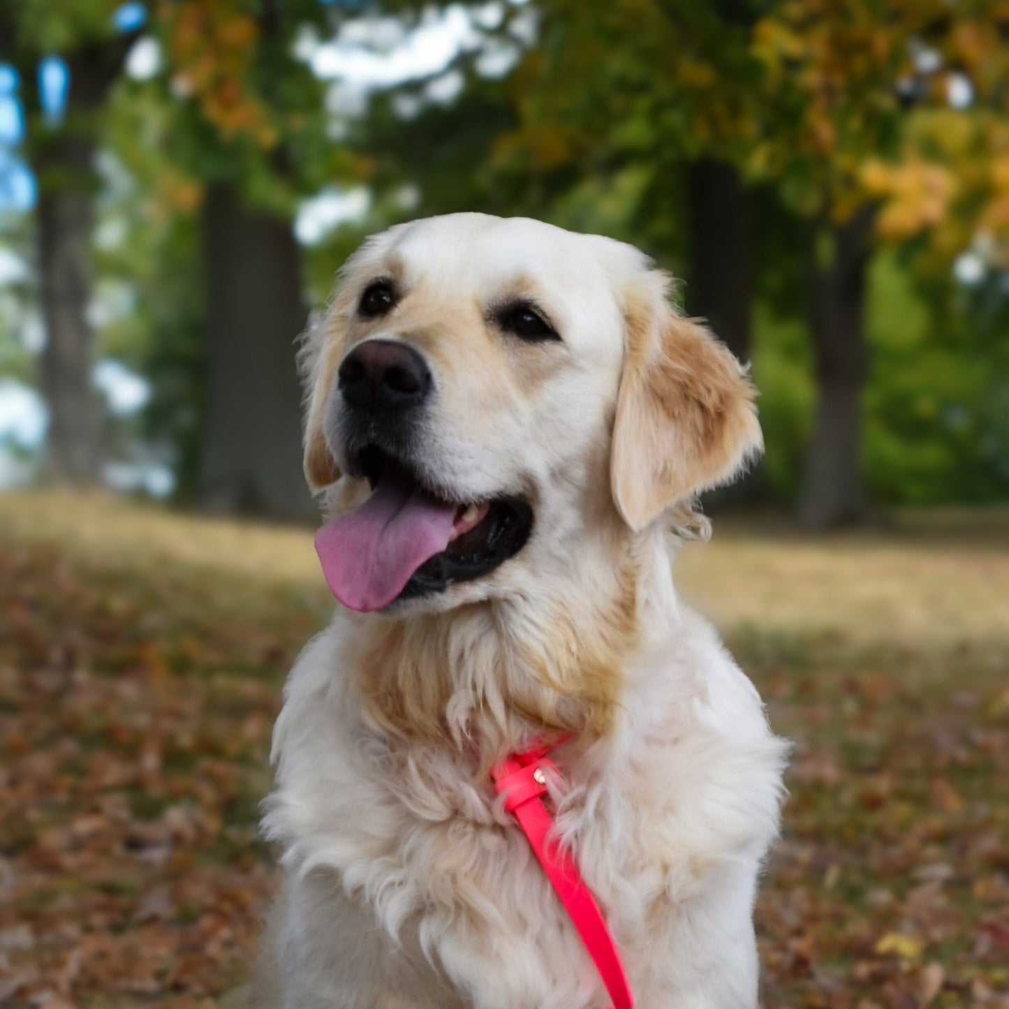 HUNTER Slip leash for dogs