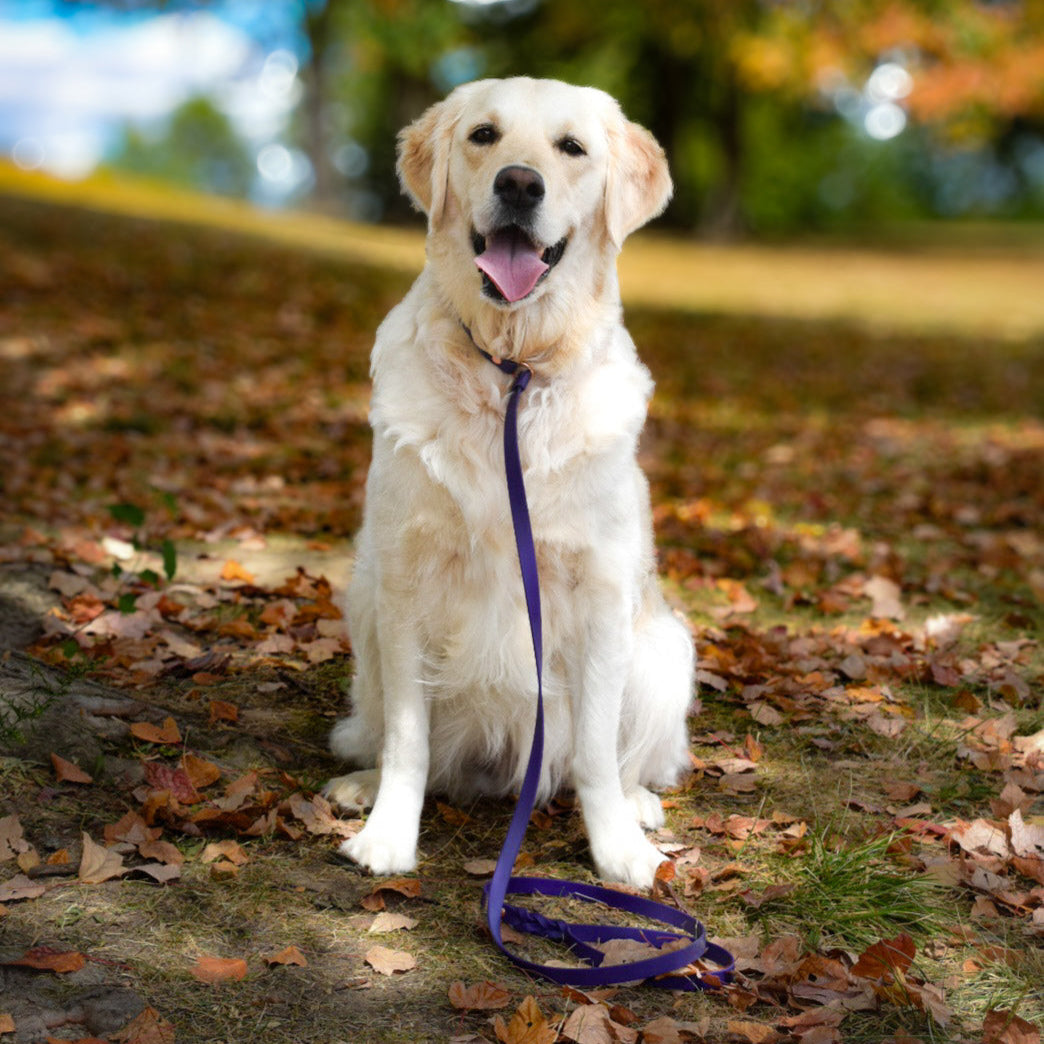 HUNTER Slip leash for dogs