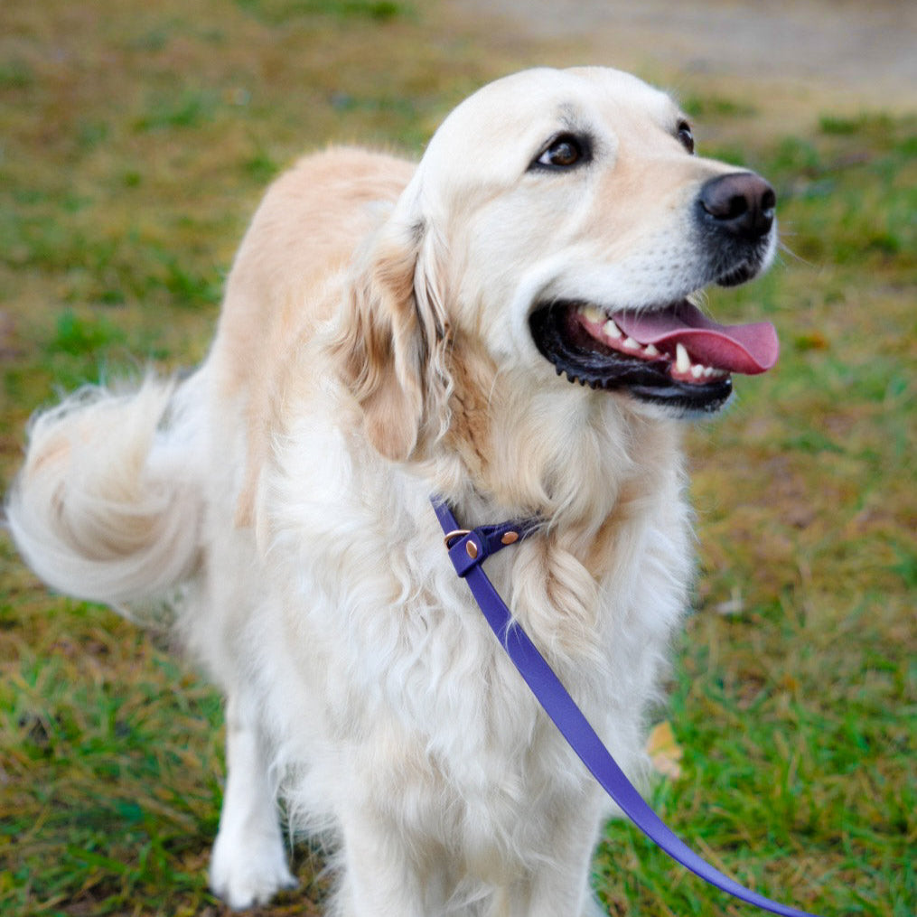 HUNTER Slip leash for dogs